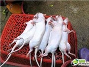 Bóng đá anh, ngoại hạng anh, lịch thi đấu euro 2012, Hãi hùng chế biến chuột... thành chim quay 